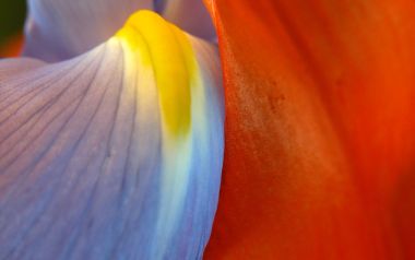 MSwanson Flower 04 Petal Macro