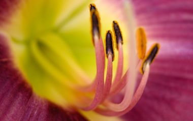 MSwanson Flower 08 Macro Art