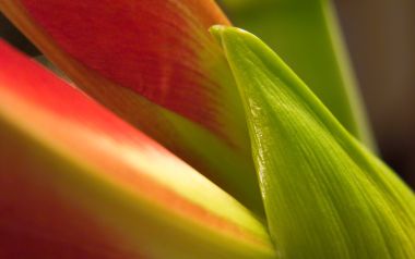 MSwanson Flower 10 Macro Beauty