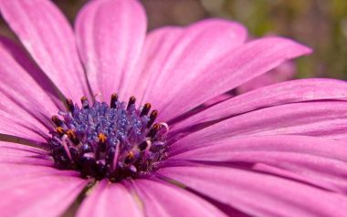 MSwanson Pink Daisy Macro