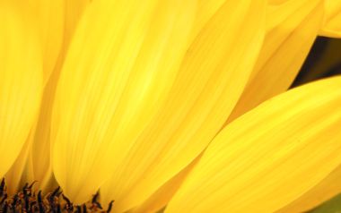 MSwanson Yellow Flower Macro