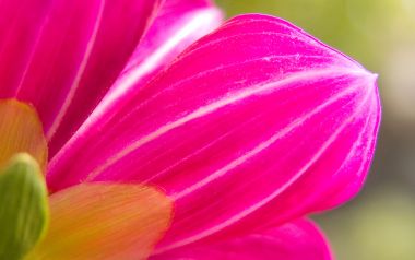 MSwanson Flower 19 Pink Petal Macro