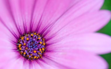 MSwanson Pink Daisy