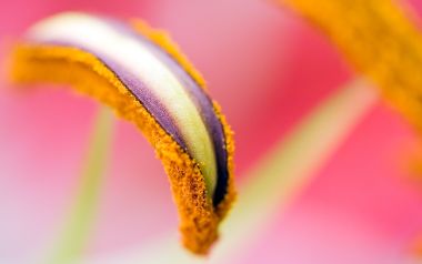MSwanson Flower Macro 23