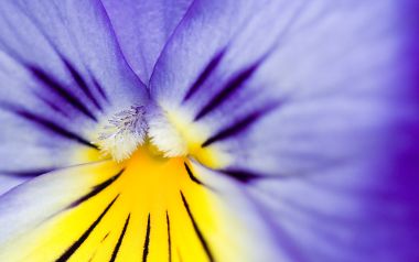 MSwanson Flower 24 Purple Viola Macro