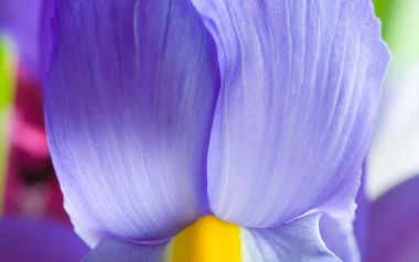 MSwanson Purple Iris 26