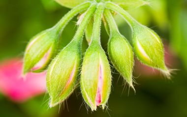 MSwanson Flower 28