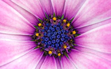 MSwanson Flower 29