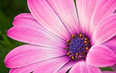 MSwanson Pink Daisy