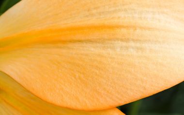 MSwanson Orange Flower Petal