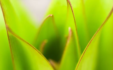 MSwanson Flower 40 Green Leaves