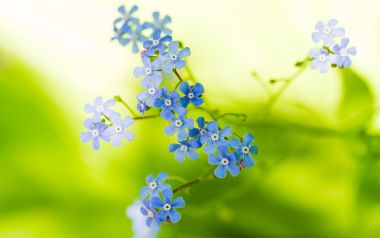 MSwanson Blue Mugwort