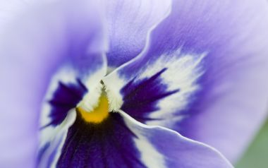 MSwanson Flower 43 Purple Viola