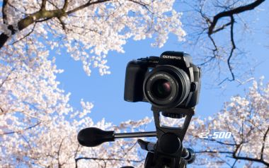 Olympus E 500 Camera Amid Japanese Sakura