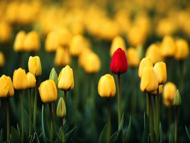 One Red Tulip In Yellow Flower Field