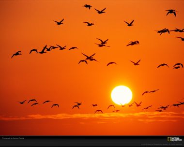 Sunset Birds Silhouette Norbert Rosing