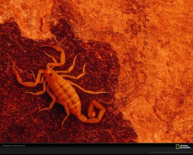 Orange Scorpion Desert National Geographic