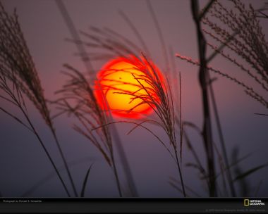 日本芦苇丛中的夕阳美景