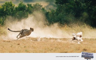 Cheetah Runs Across Savanna PET BREAKFAST Ad