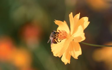 Honey Bee On Yellow Cosmos Flower