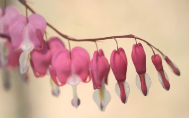 Bleeding Heart Flower Macro Photography