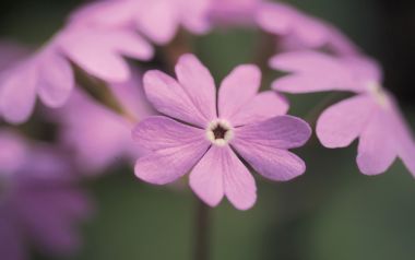 Fresh Pink Primrose Macro Photography