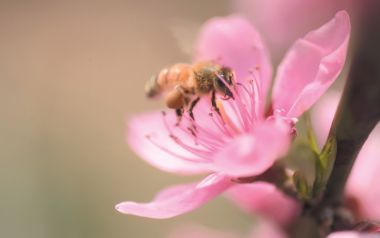 Honey Bee On Pink Peach Blossom