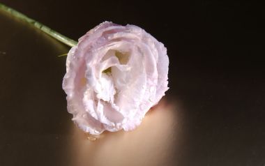 Pale Pink Lisianthus Flower With Dew Drops