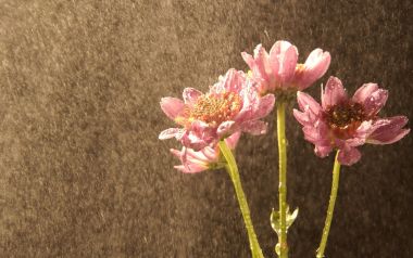 雨中绽放的粉色菊花