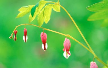 Fresh Bleeding Heart Flower Macro