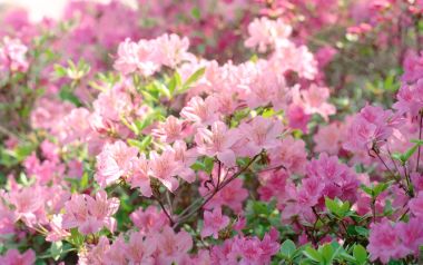 Blooming Pink Azalea Flowers In Spring