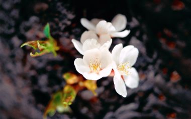 Spring Macro Photography White Cherry Blossoms