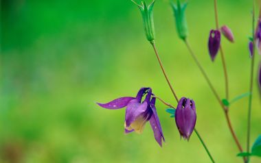 Purple Columbine Flower Macro Photography