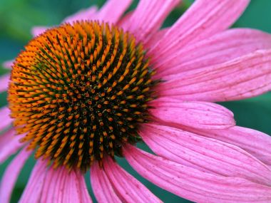Purple Cone Flower Closeup Pink Petals Orange Center