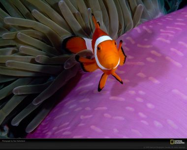 Clownfish In Anemone Underwater Scene