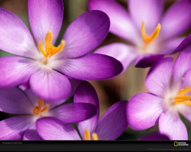 Purple Crocus Closeup National Geographic