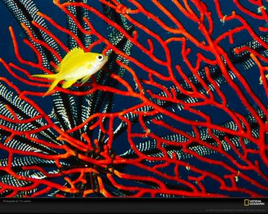 Australian Red Coral And Yellow Fish