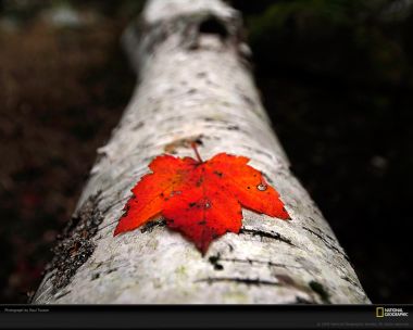 Red Leaf On White Birch Tree Canada