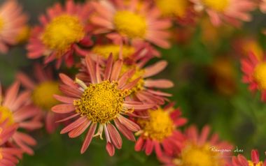 Japanese Chrysanthemum Bloom