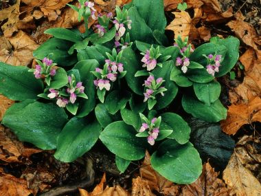 Showy Orchis Bloom Great Smoky Mountains
