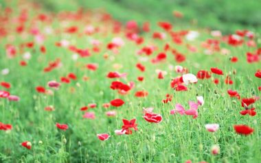 Japanese Spring Poppies Field Calm Scenery