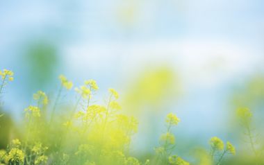 春日油菜花田：朦胧美景