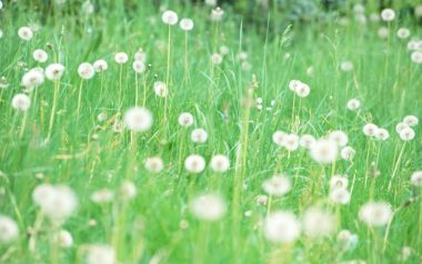Soft Focus Dandelions In Spring Grass