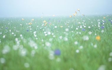 Misty Flower Field Japan Miyazaki