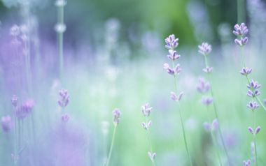 Soft Focus Lavender Field Romantic Purple