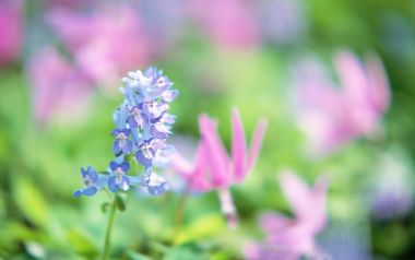 Japanese Spring Blue Pink Flowers Meiko