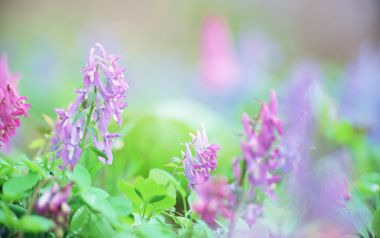 Purple Flowers Japanese Garden NHK Doc