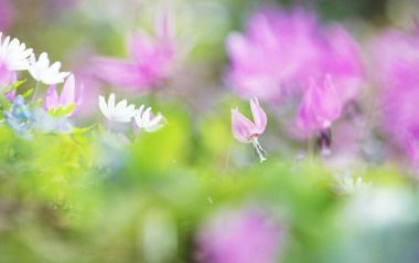 日本春日柔焦樱花与白花