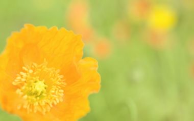橙色罂粟花柔焦特写