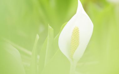 Close Up Of White Arrowhead Plant In Gentle Green Light